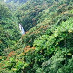 Tropical Ravine